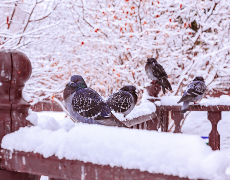 The city under the spring snow. A spring snowfall. A small flock of pigeons, poultry sitting under falling snow. The birds wet and cold. Daytime ambient light. For illustrating weather phenomena.の写真素材
