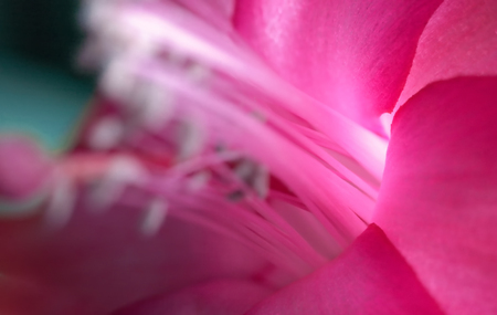 Magic pink flower. A bright glowing flower, filmed in close-up. Visible stamens and pistils. Part of...