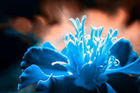 Blue flower. Orange-blue fantasy. Macro photography of a real flower. Large bundle of stamens from the middle of the flower. Part of the image blurred.の写真素材