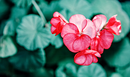 A dazzling red. Red flower small. On a dark background. Filmed with zoom. For illustration and decoration.の写真素材