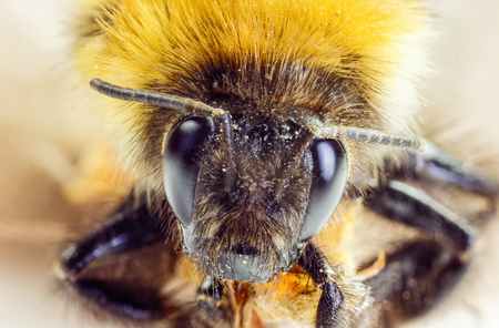 large bumblebee. A strong increase. In large black eyes and reflect many facets. The muzzle of a bumblebee in pollen. The method of stacking. A lot of black and yellow hairs not the body..の写真素材