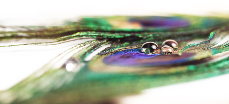 Two peacock feather lying on a white horizontal surface. A few bright drops of water glow bright light. Part of the image blurred. The shallow depth of field. Iridescent colours on the feathers.の写真素材