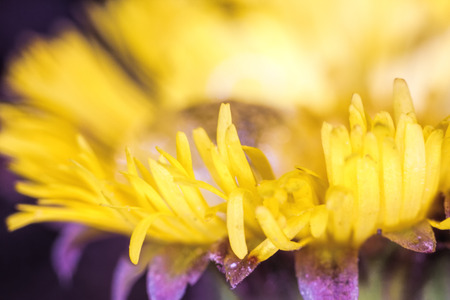 The yellow petals. Little yellow petals of a blossoming flower. Macro. The image is blurred. At the bottom is the lower reddish part of the flower.の写真素材