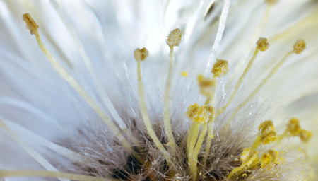 Invisible world of flora. Stamens and pistils of a miniature flower. A large increase in the inner part of the flower. The pollen on the flower. The nectar of the flower, the fragrance of flowers.の写真素材