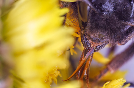 large bumblebee. A strong increase. In large black eyes and reflect many facets. The muzzle of a bumblebee in pollen. The method of stacking. A lot of black and yellow hairs not the body..の写真素材