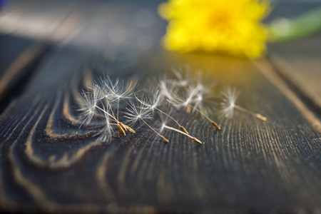 Feather dandelionの写真素材