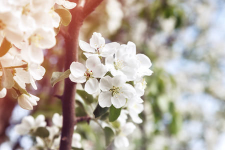 Sakura flower. The flowering tree. Beautiful flowers of delicate pink. Abundantly flowering shrubs and trees. Floral cloud. One million rosebuds. Branches covered with flowers. A lot of small beautiful flowers.の写真素材