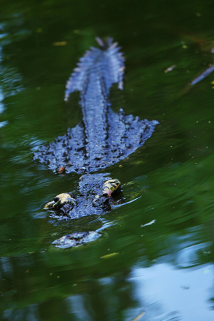 Crocodile lurking in the waterの写真素材