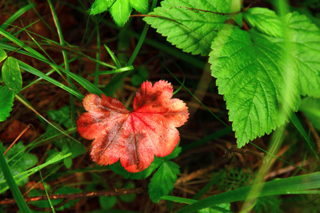 Autumn red leaf. A bright sheet of red color surrounded by green leaves. Autumn in the European...