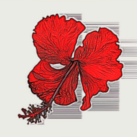 Red tropical flower. Isolated on white background. Red tropical flower.の写真素材