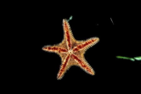 Starfish. The stylization of marine echinoderms molluscs. Five-pointed figure. Marine underwater inhabitants.の写真素材