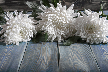 Chrysanthemums on the table. White flowers on wooden surface. Three flowers with many petals.の写真素材