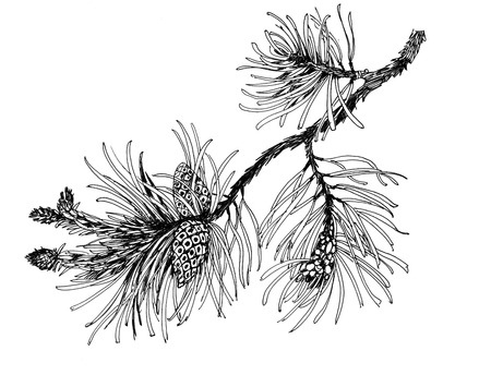 Pine branch with conesのイラスト素材