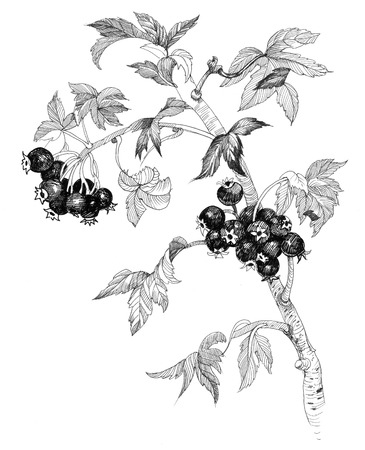 Rosehips illustrationのイラスト素材