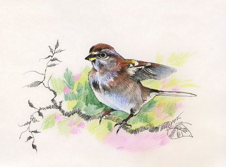 Watercolor sparrowのイラスト素材