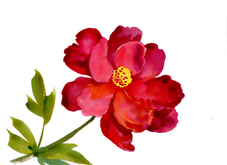 Watercolor red flower on whiteのイラスト素材