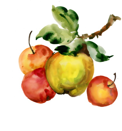 Beautiful watercolor apples illustration on white backgroundのイラスト素材