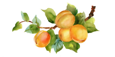 Beautiful watercolor peaches illustration on white backgroundのイラスト素材