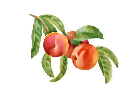 Beautiful watercolor peaches illustration on white backgroundのイラスト素材