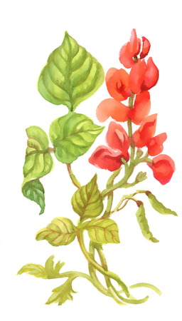 Watercolor pink flowers isolated on white backgroundのイラスト素材