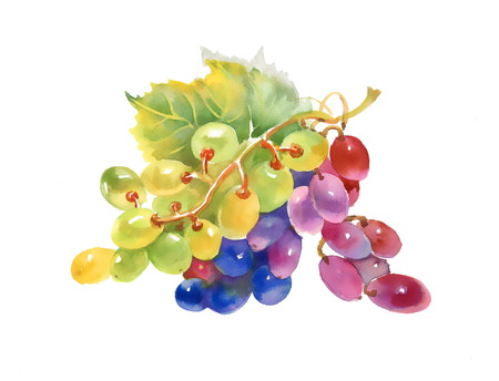 Watercolor grapes isolated on white backgroundの写真素材