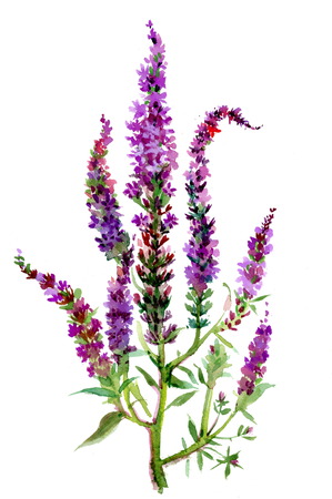 Watercolor violet field flowerの写真素材