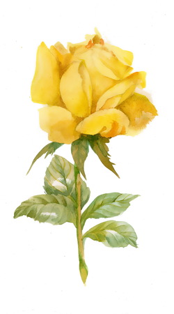 Watercolor yellow roseの写真素材
