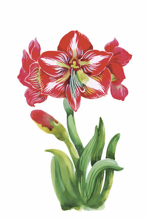 Watercolor flowers in a classical style on a white background.のイラスト素材