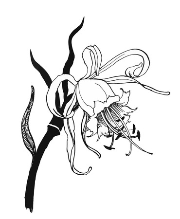 Watercolor flowers in a classical style on a white background.のイラスト素材