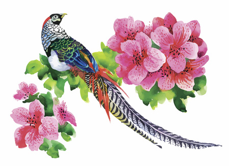 Hand drawn pheasant in the grass and flowers, isolated on white background.のイラスト素材