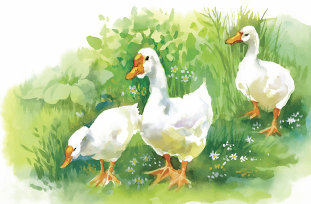 Geese flock swimming on pond watercolor vector illustration.のイラスト素材