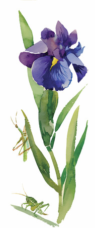 Watercolor flowers in a classical style on a white background.のイラスト素材