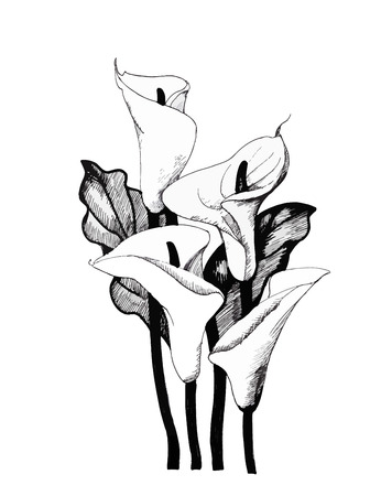Calla lilly floral, black and white illustration background.のイラスト素材