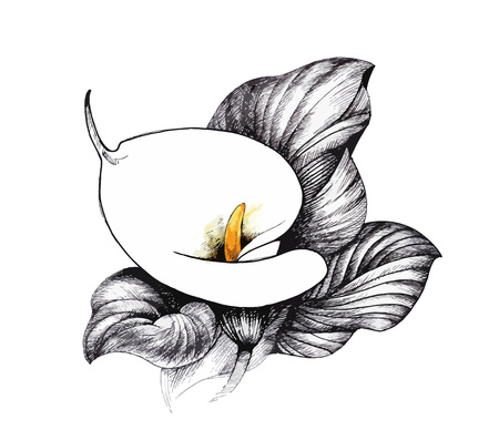 Calla lilly floral, black and white illustration background.のイラスト素材