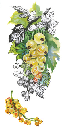 Watercolor gooseberry on white background.のイラスト素材