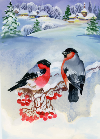 Bullfinch birds on snowy tree branch. Watercolor illustration.のイラスト素材