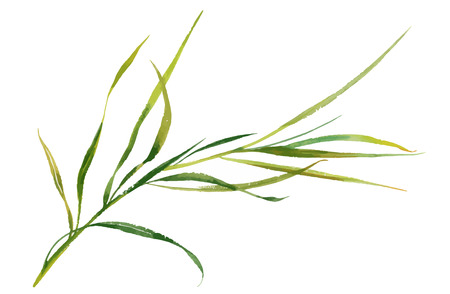 Beautiful hand-drawn green herbs illustrationのイラスト素材