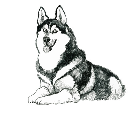 Sketched husky dog hand drawn illustrationのイラスト素材