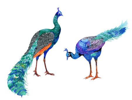 Watercolor drawing peacocks hand drawn illustrationのイラスト素材