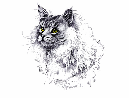 Black and white longhair cat ink hand drawn illustrationのイラスト素材