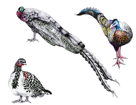 Beautiful birds ink hand drawn illustrationのイラスト素材