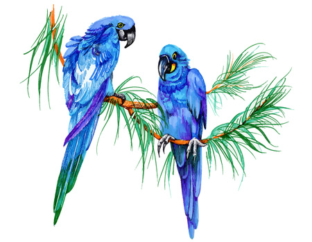 Blue parrots on a branch felt pen hand drawn illustration on white backgroundのイラスト素材