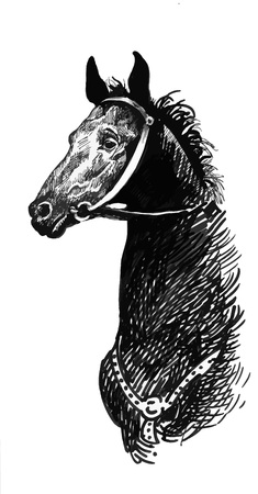 Illustration of black ink hand drawn horse.のイラスト素材