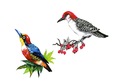 Bright birds on branches with flowers ink hand drawn illustrationのイラスト素材