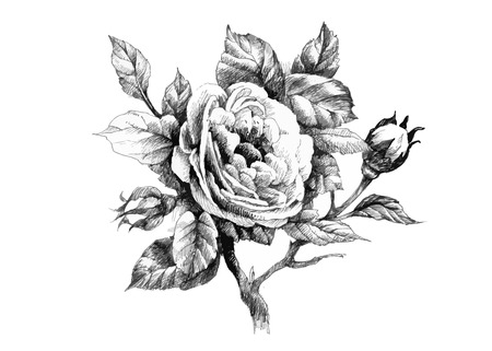 Hand drawn garden rose flower isolated on white backgroundのイラスト素材