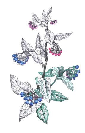 Hand drawn flowers isolated on white background.のイラスト素材