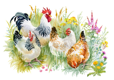 Chicken and rooster in the grass on white background.のイラスト素材