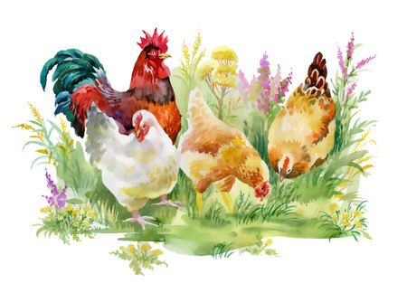 Chicken and rooster in the grass on white background.のイラスト素材