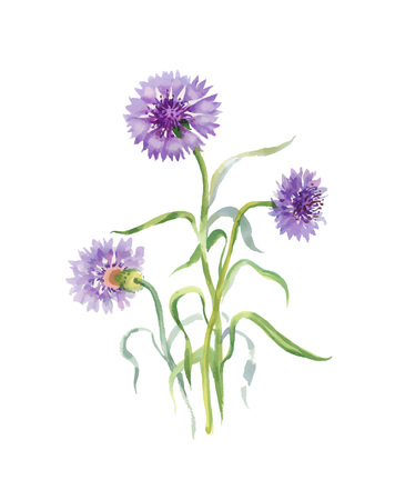 Hand drawn purple flower isolated on white background.のイラスト素材