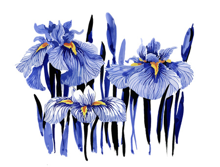 Hand drawn blue iris flowers on white background.のイラスト素材